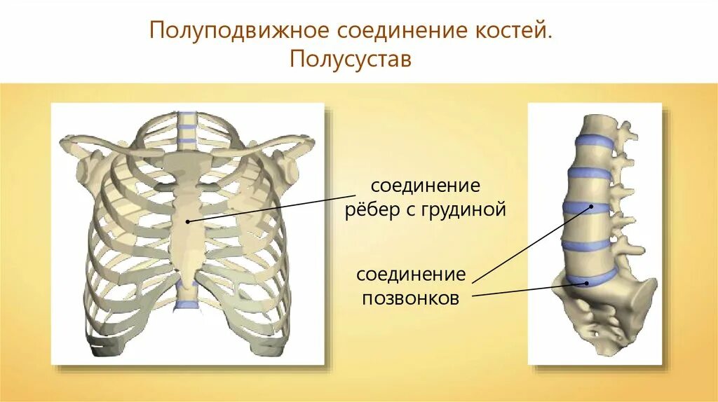 Полуподвижное соединение костей. Соединения костей грудины и ребер. Кости ребер с грудиной Тип соединения. Полуподвижное соединение костей ребер.