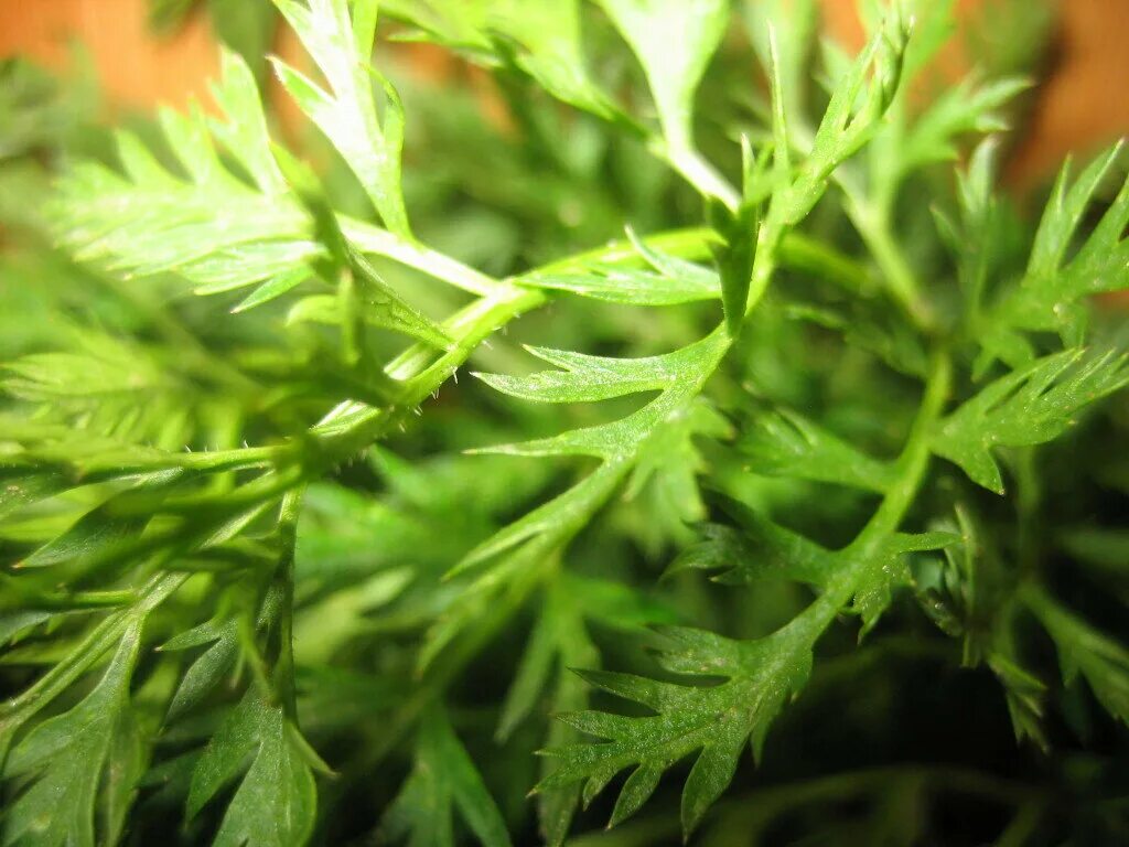 Клубни картофеля с ботвой. Ботва морковь каротель. Ботва томатов. Какая ботва. Какая ботва.