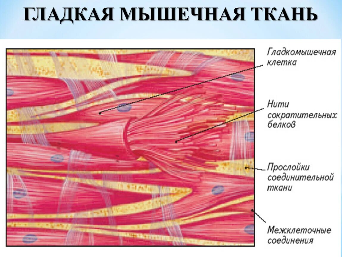 Урок 3: Ткани организма - 100urokov.ru