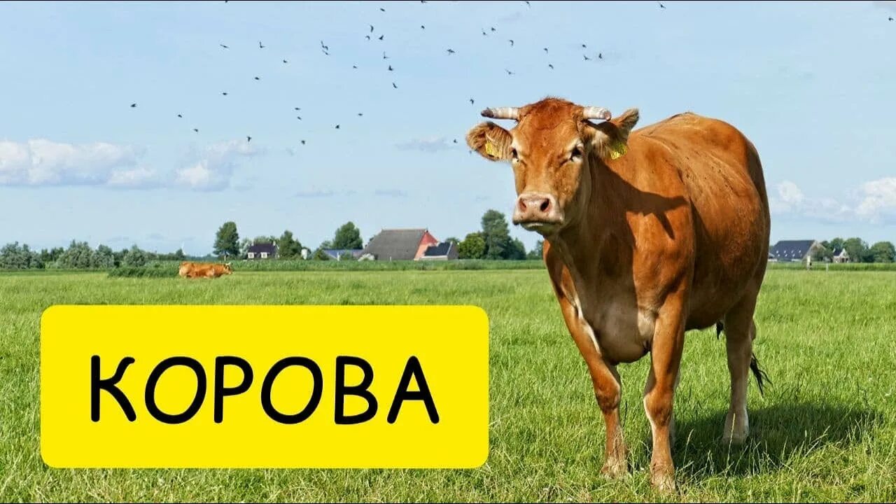 Приснилась корова. Видеть во сне корову. К чему снится корова.