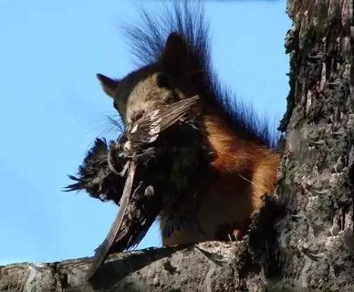 Squirrel: Forest is silent. 