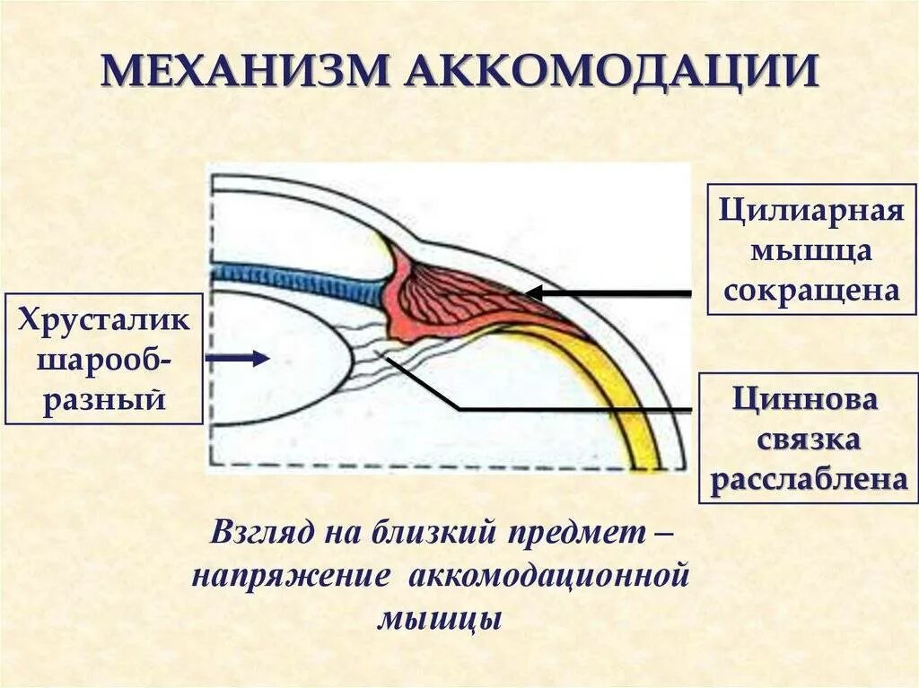 Аккомодация симптомы. Аккомодация механизм аккомодации спазм аккомодации. Механизм спазма аккомодации. Аккомодация глаза физиология. Механизм аккомодации нормальная физиология.