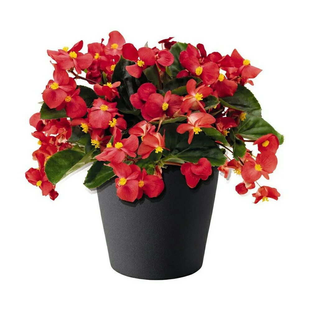 Begonia semperflorens - blooms summer/fall. Jardins pequenos, Begônias, Jardinag