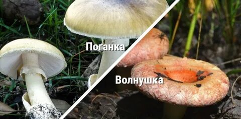 Поганка волнушка