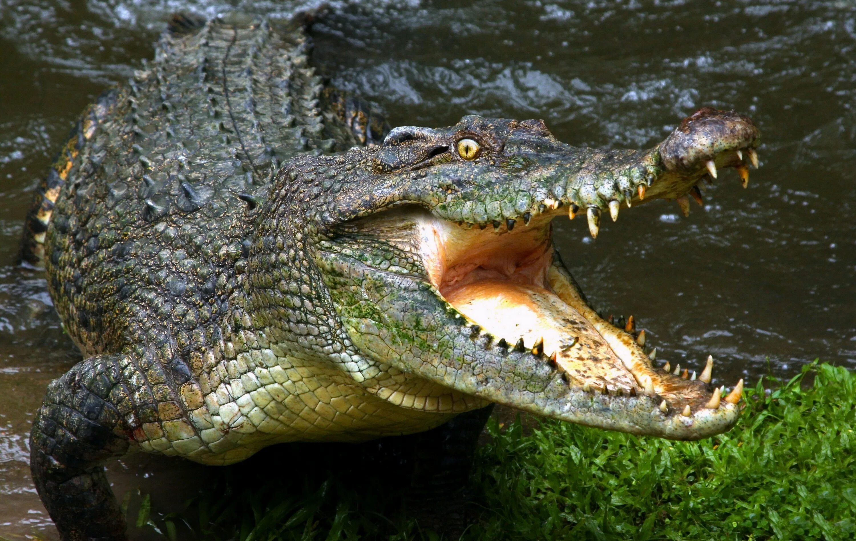 Фотки крокодила
