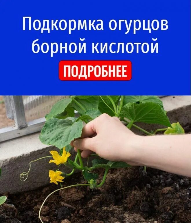 Поливать борной кислотой. Опрыскивание помидор борной кислотой. Борная кислота в огороде. Опрыскивание борной кислотой. Подкормка огурцов борной кислотой.