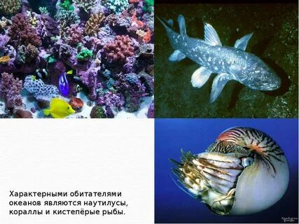 Типичный обитатель