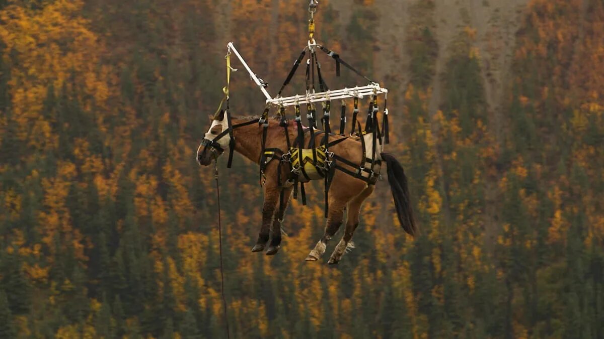 Лошадка самолеты