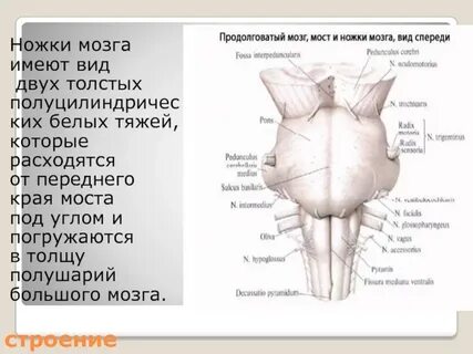 Ножки мозга
