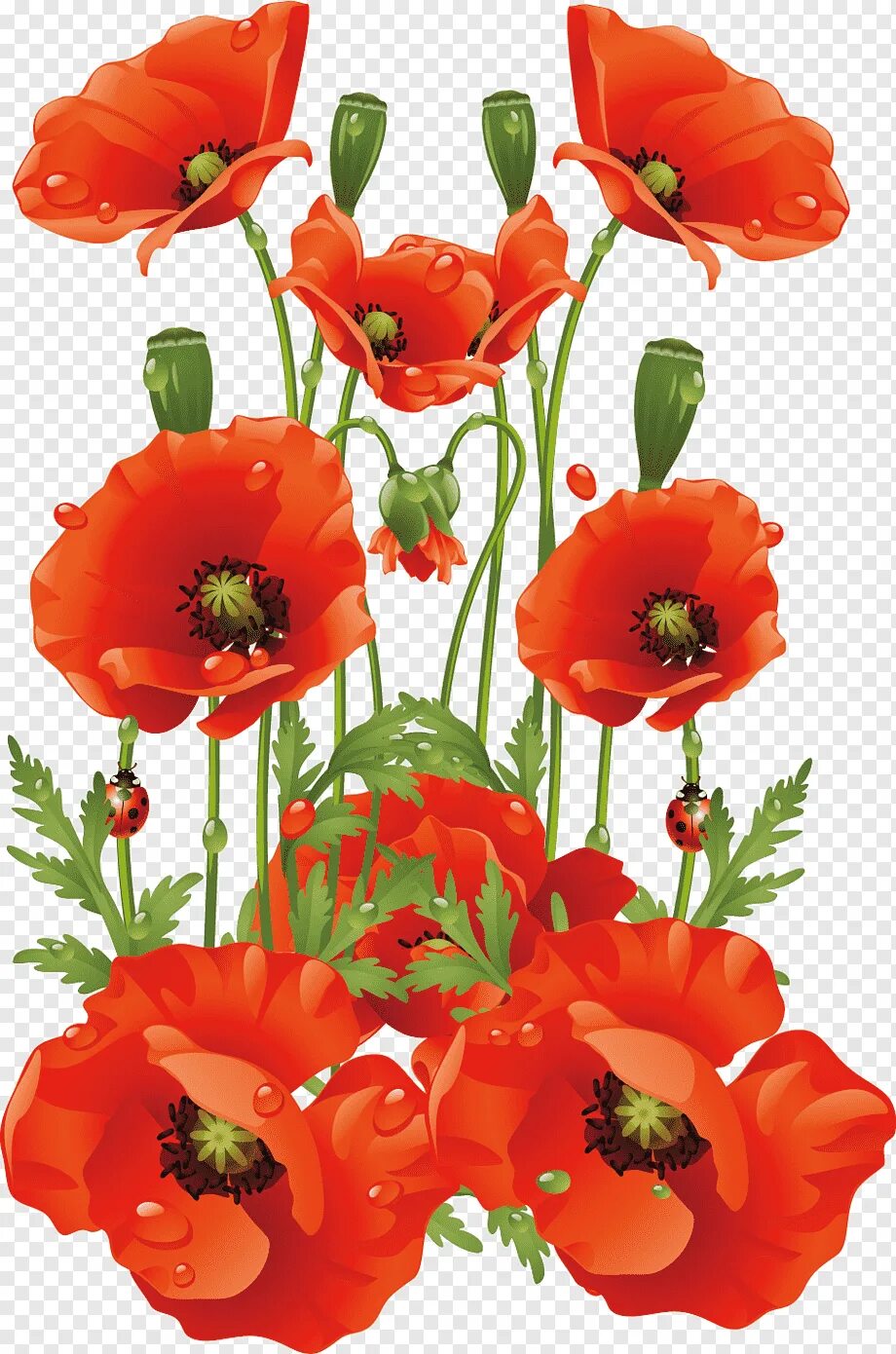 Poppies png. Хинери маки. Мак Поппи. Мак (Poppy Seeds). Цветок Мак Поппи.