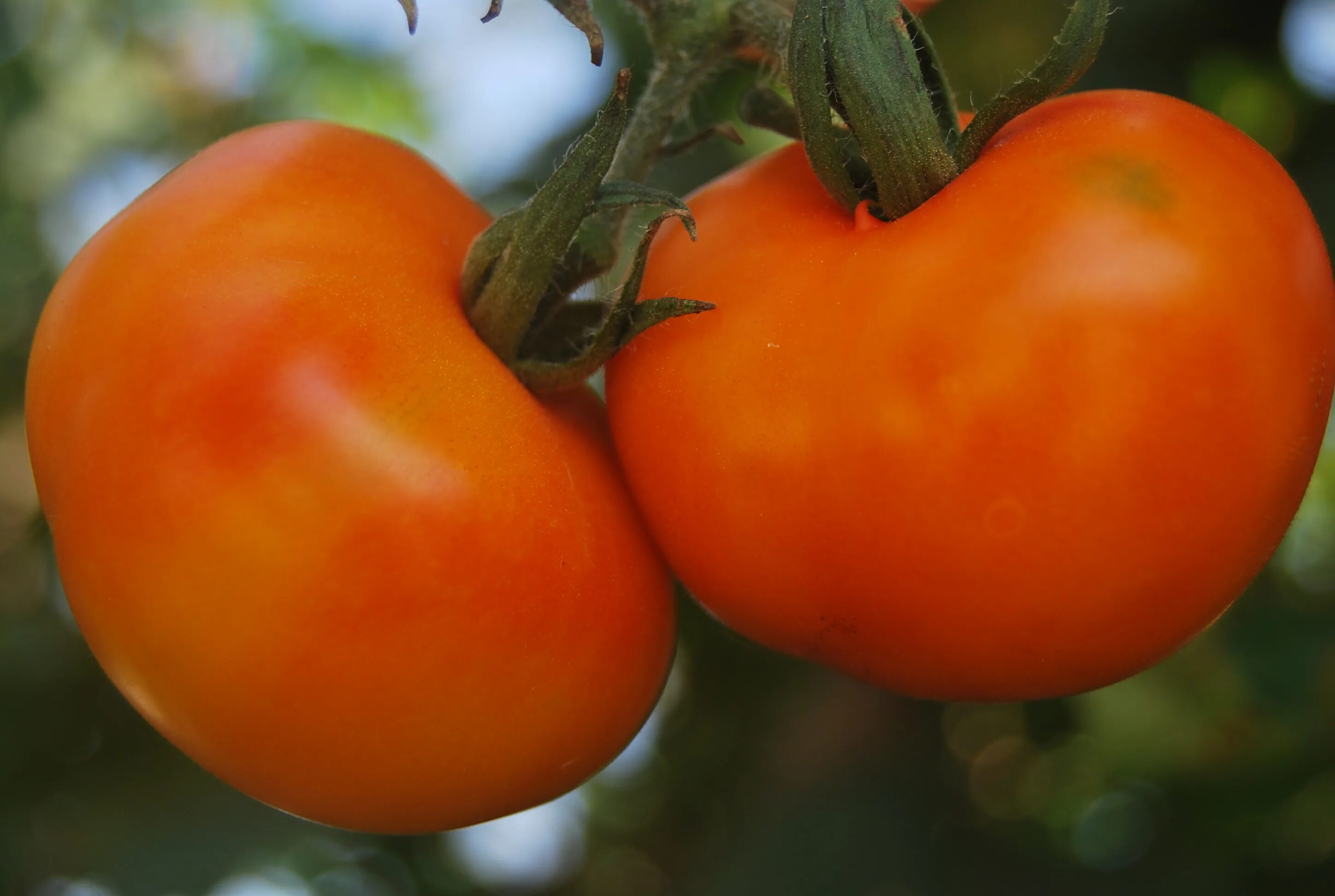 оранжевый помидор фото. черри оранж f1 томат. томат orange queen. томат оранжевое чудо. оранжевый помидор фото.