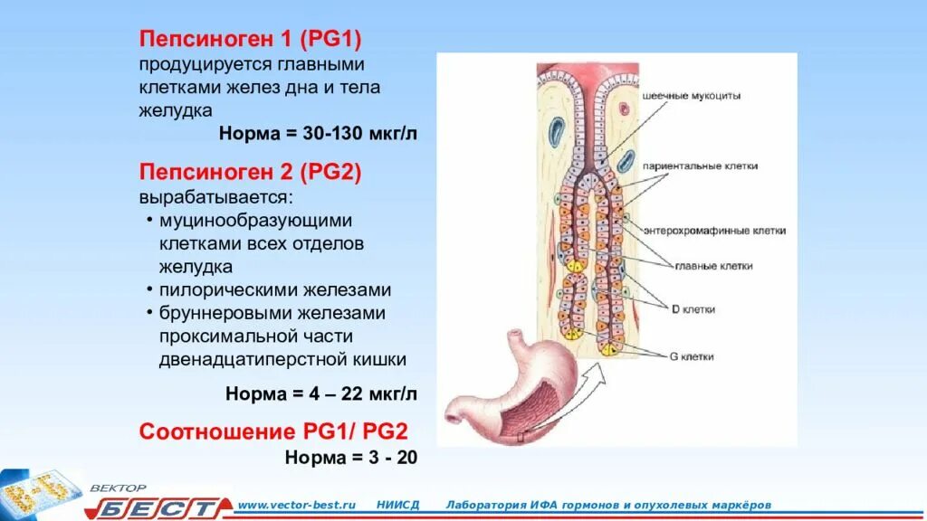 Пепсиноген 2 что показывает. Пепсиноген 2 что показывает