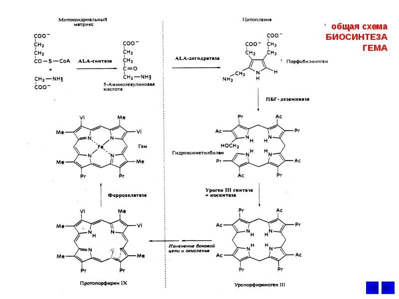 Биосинтез крови. Общая схема синтеза гема. Синтез гема биохимия схема. Общая схема синтеза гема, место протекания процесса.. 17. Общая схема синтеза гема.
