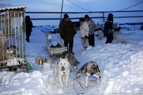 Заповедник собак