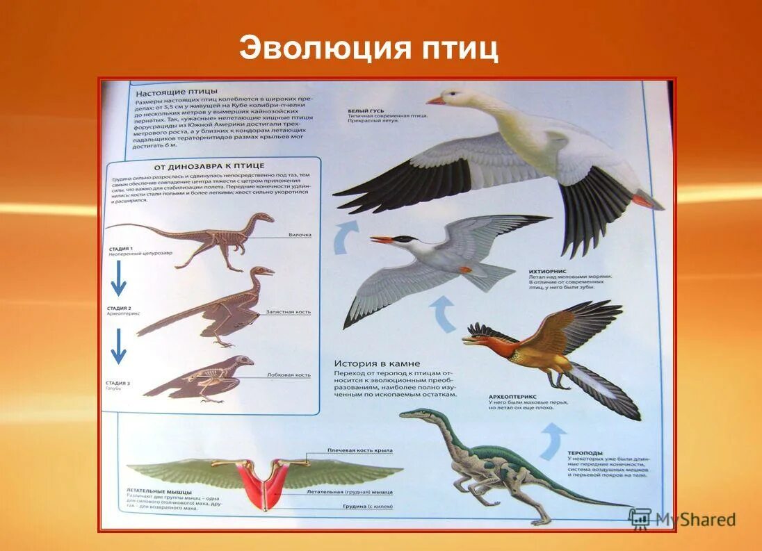 динозавры эволюционировали в птиц. эволюция крыльев птиц. археоптерикс эволюция птиц. эволюция птиц схема. динозавры предки птиц.