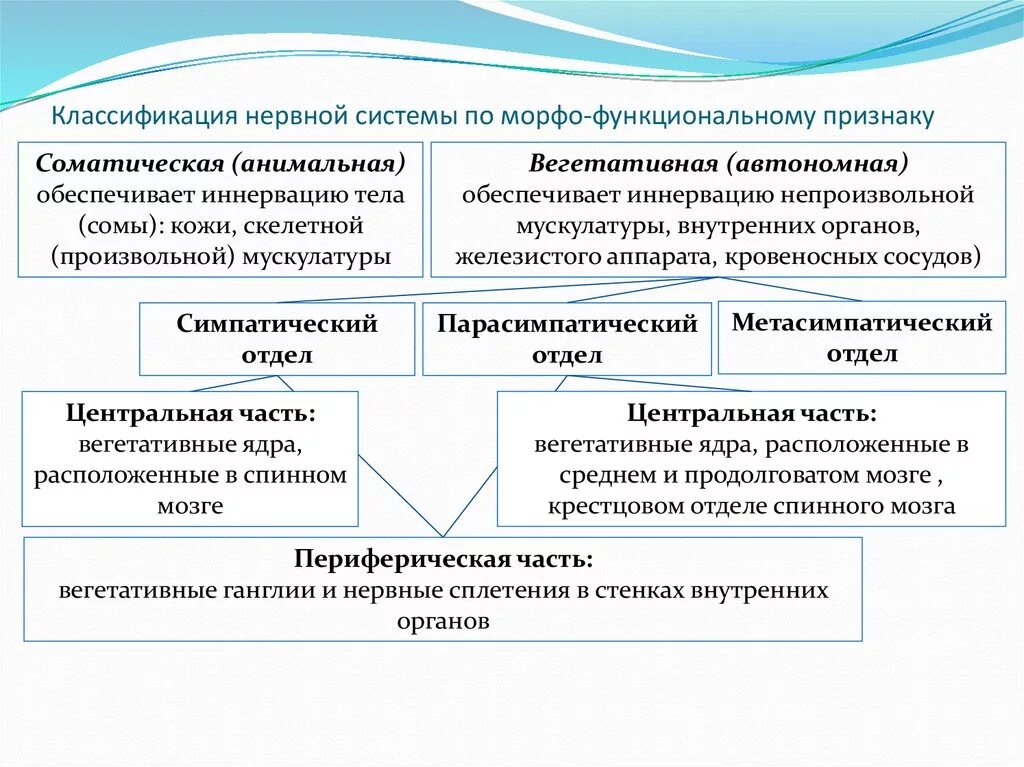 По каким принципам классифицируют отделы нервной. Классификация нервной системы по морфологическому признаку. Анатомо-функциональная классификация нервной системы. Функциональная классификация нервной системы схема. Нервная система классификация и функции.