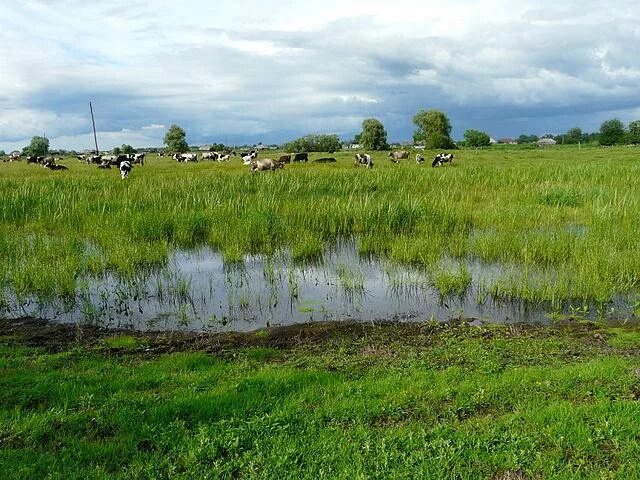 Село красный яр кривошеинского района. Село Никольское Кривошеинский район Томская область. Никольское- красный Яр. Кривошеинский район село Никольское. Малиновка Томская область Кривошеинский район.