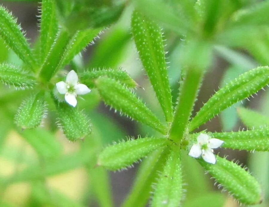 Galium boreale - Image of an specimen - Plantarium