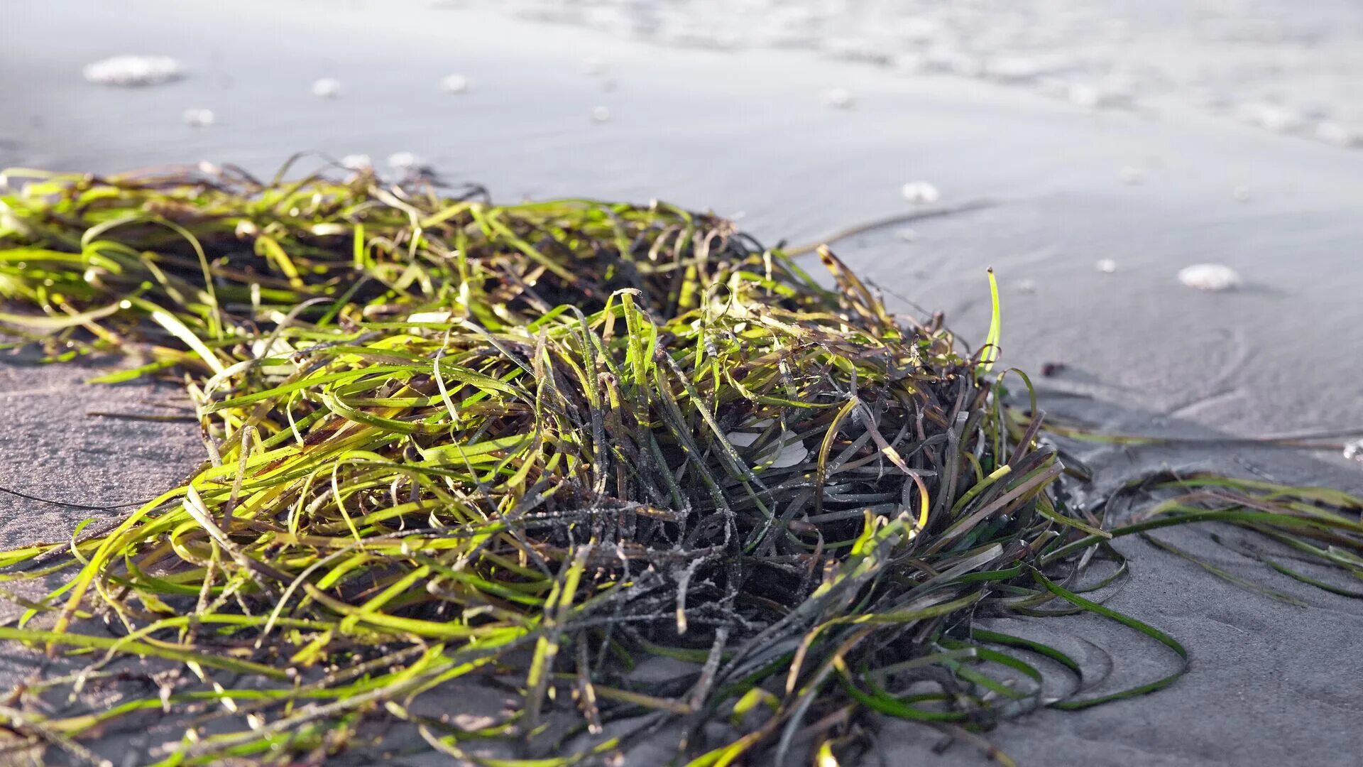 Ламинария. Водоросли на суше. Морская трава. Морские водоросли на берегу.