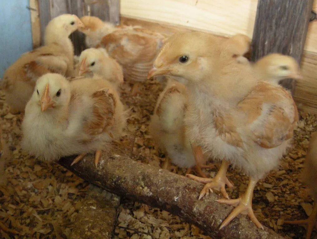 Цыплята несушки 3 недели. Двухнедельные цыплята несушки. 2 Недельные цыплята несушки.
