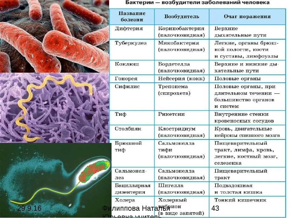 Патогенные микроорганизмы человека и животных. Микроорганизмы возбудители заразных заболеваний. микробы вызывающие инфекционные заболевания. возбудители бактериальных инфекций таблица. возбудители бактериальных инфекций таблица микробиология.