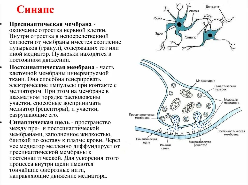 Синаптические пузырьки. На постсинаптической мембране синапса находятся. Постсинаптическая мембрана схема. Синапс схема гистология. Постсинаптическая мембрана строение.