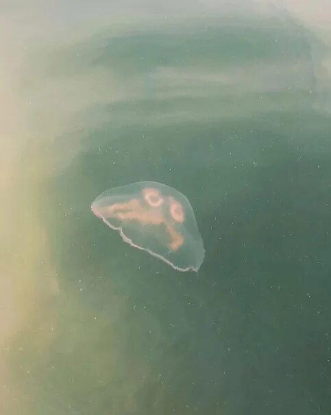 Красная медуза. Ушастые медузы в балтийском море. Медузы в балтийском море. Балтийск медузы. Красная медуза в черном море.