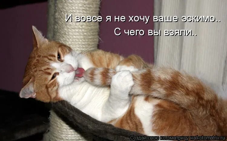 хочу вашу. ваше кошачье величество.