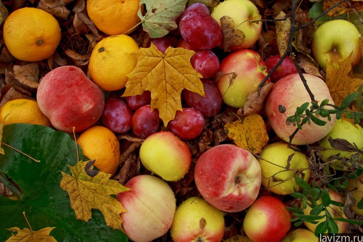 fruit wallpapers for mac free Fall fruits, Fruit, Fruit wallpaper