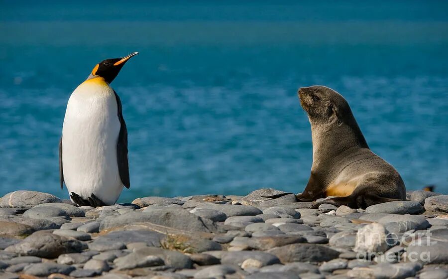 тюлень и пингвин. морской котик и пингвин. морской котик и пингвин. галапагосский морской котик. морские котики и пингвины.