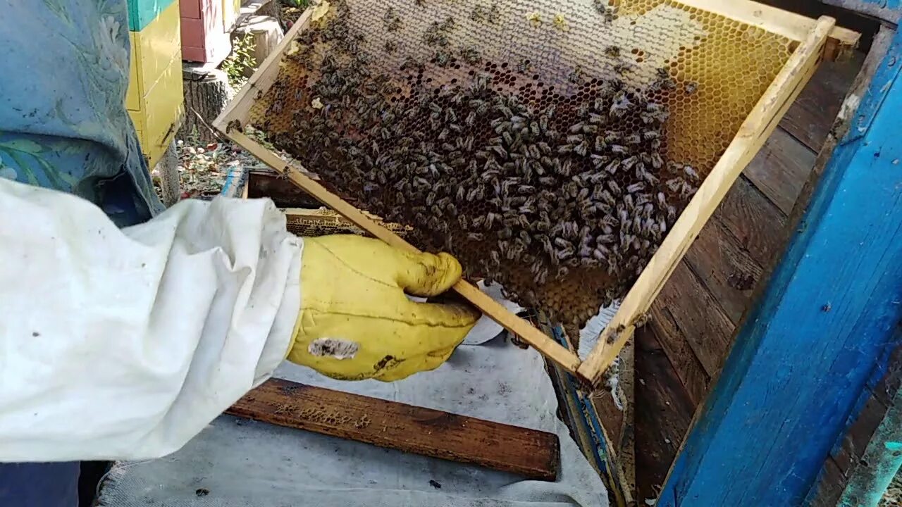 Пчелы после зимовки что делать. Пчелы в улье зимой. Формирование гнезда пчел. Пчелы зимуют. Подготовка пчел к зимовке.
