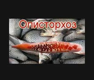 Лечение после описторхоза бильтрицидом