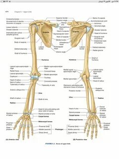 Плечевая кость руки