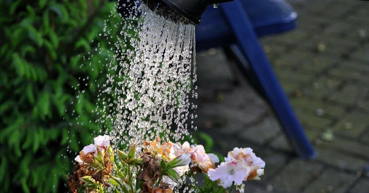 Можно ли поливать водой из скважины. Полив растений. Полив лейкой. Поливает из лейки. Поливать цветы.