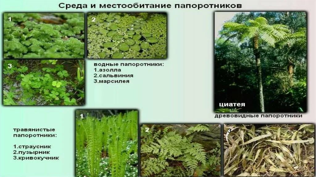 Приведите по три примера растений папоротники. Многообразие папоротников. Многообразие папоротникообразных. Разнообразие папоротникообразных. Папоротники названия.