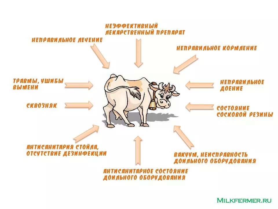 Физическое состояние животного. Факторы возникновения мастита. Профилактика мастита у коров. Мастит у КРС причины возникновения. Катаральный мастит КРС.