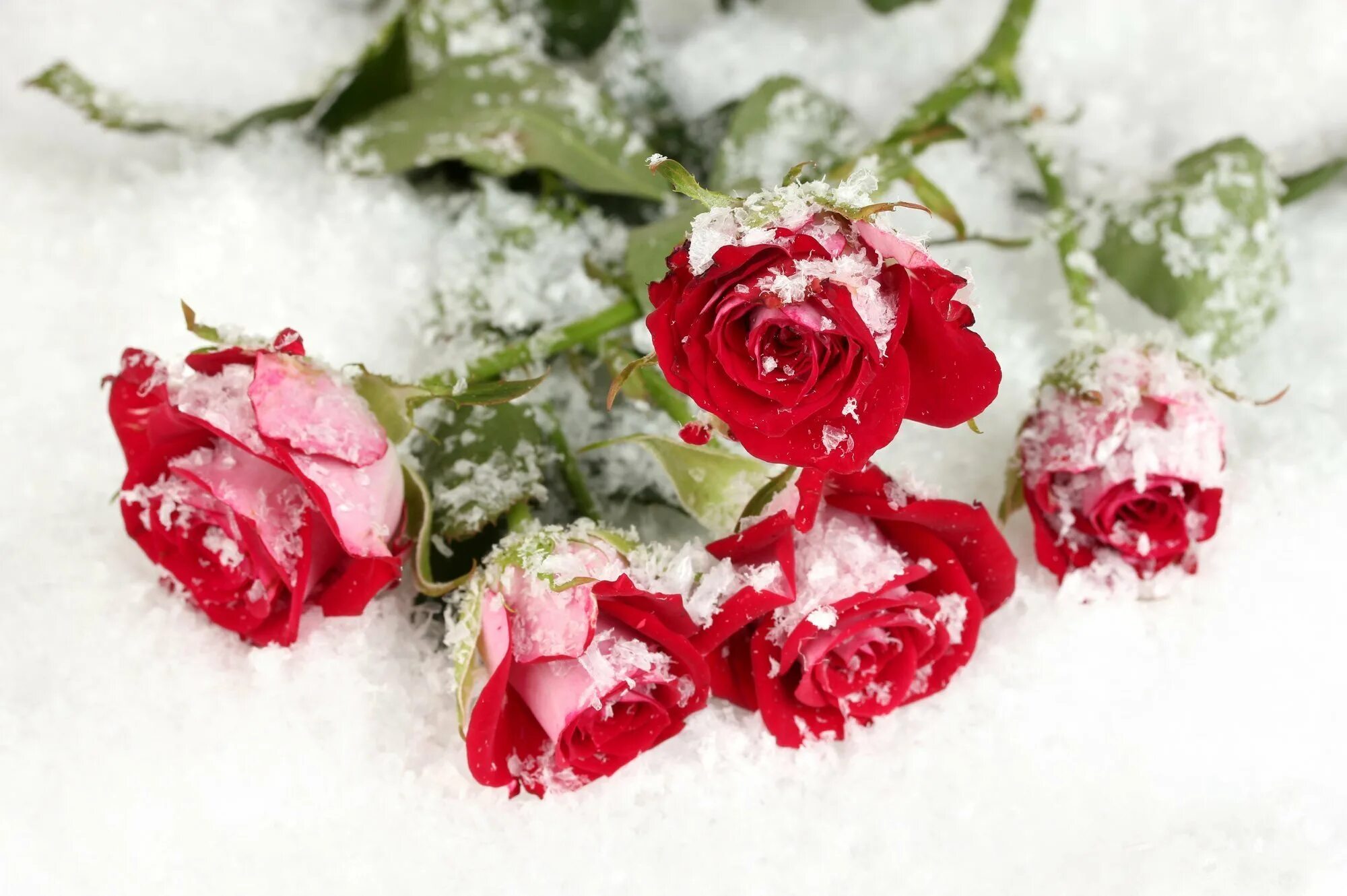 Flowers winter music