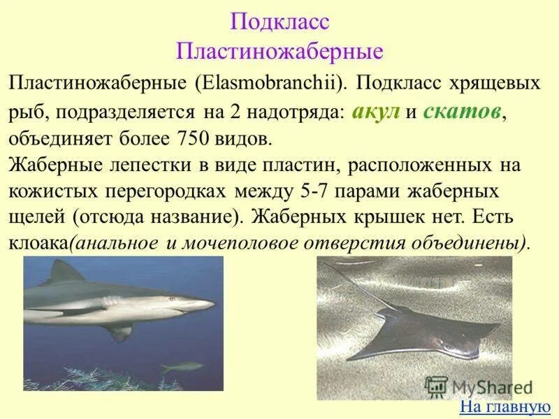 Класс хрящевые рыбы имеют. Представители подкласса Пластиножаберные. Отряды и представители хрящевых рыб. Хрящевые рыбы хрящевые рыбы. Хрящевые рыбы скаты представители.