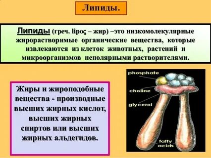 Липиды это органические вещества