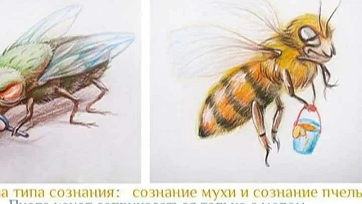 Муха и пчела. Сознание пчелы. Взгляд мухи и пчелы. Муха и пчела взгляд на мир.