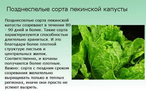 Пекинская капуста созревание