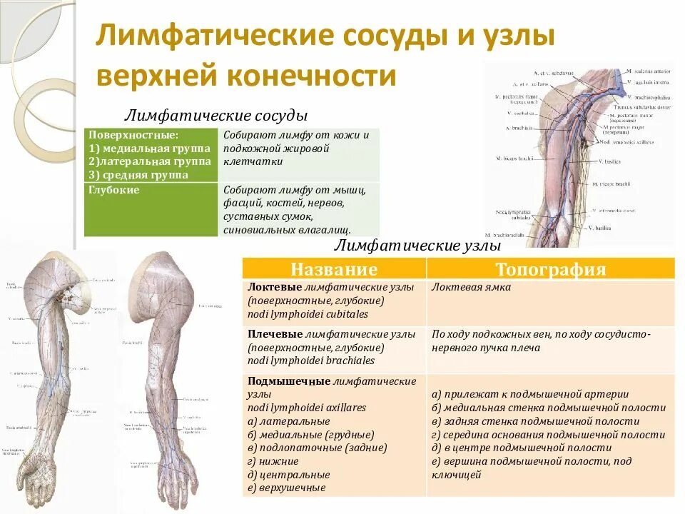 Лимфатические сосуды таблица. Региональные лимфатические узлы верхней конечности. Лимфатические узлы верхней конечности таблица. Регионарные лимфатические узлы верхней конечности. Регионарные лимфатические узлы нижней конечности.