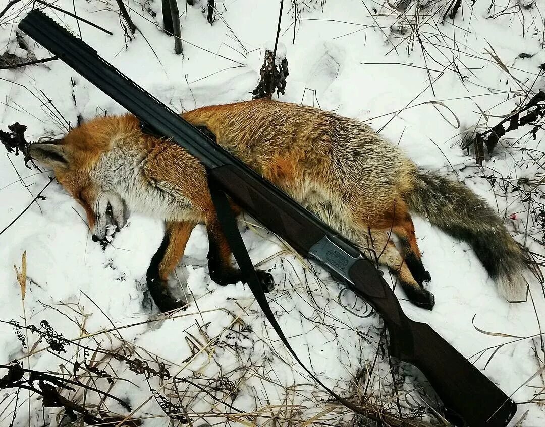 Что нужно чтобы охотиться