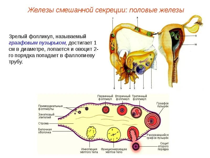 Эндокринная система коровы. Топография желез внутренней секреции коровы. Желез внутренней секреции у телят. Половая железа смешанной секреции.