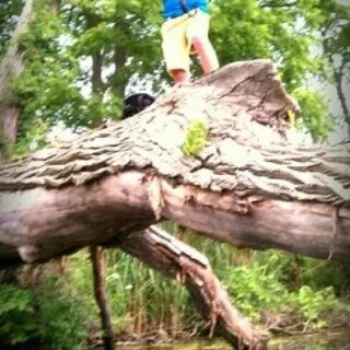 Tree 666