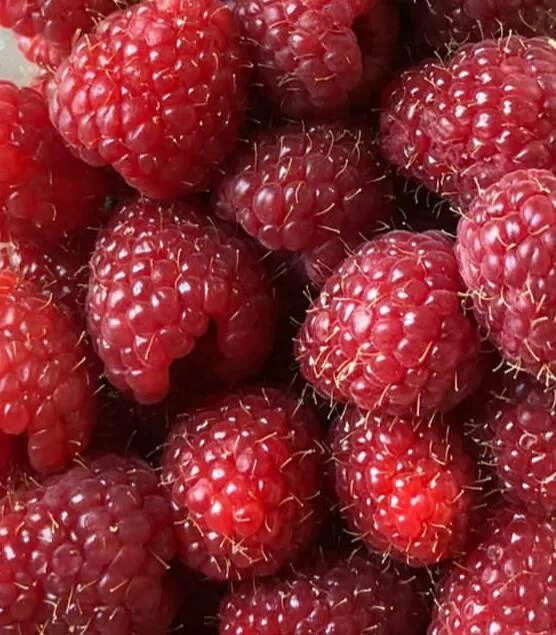 Малиновый куст. Ягодка малинка. Малинки сегодня. Малина глен ампл. Малинка.