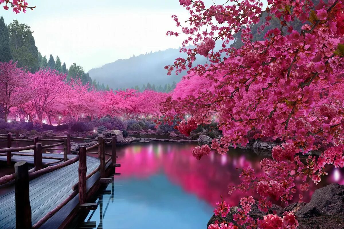 Сад Сакуры. Цветение Сакуры в Японии сады. Парк Такиноуэ, Япония. Сакура блоссом. Сакура 15