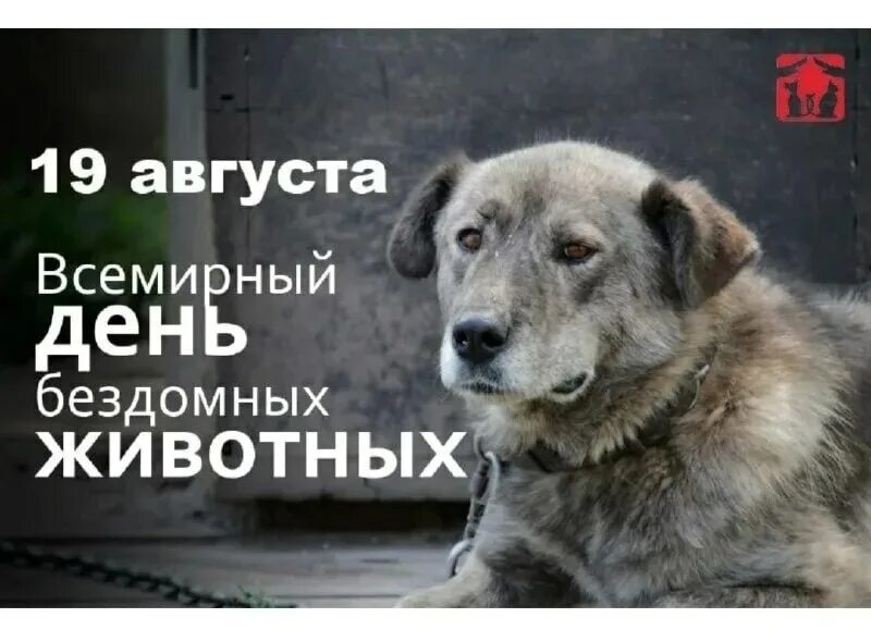 19 августа - международный день бездомных животных. День бездомных животных. День бездомных животных. Август день бездомных животных. 20 августа всемирный день бездомных животных.