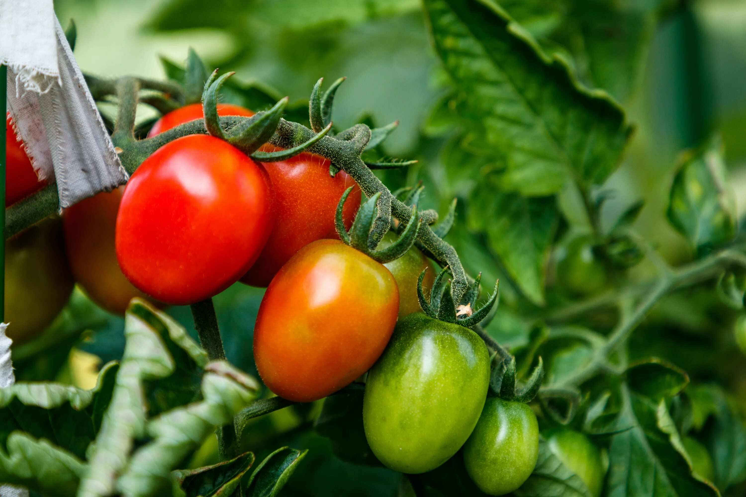 Овощи томаты. Помидоры помидоры помидоры овощи. Урожай томатов. Томат растение. Урожай помидоров правильно