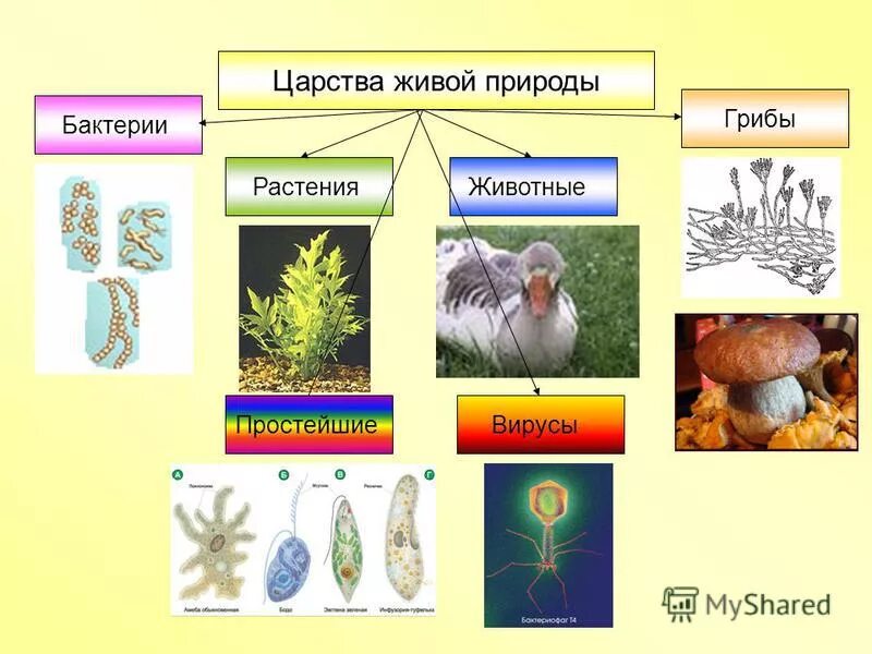 Основные царства живого. Царство животных царство растений царство грибов царство бактерий. Царство растений животных грибов бактерий вирусов. Царство животных растений грибов бактерий. Царство животных грибов бактерий.